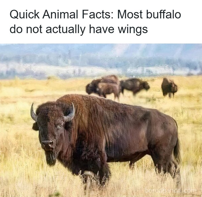 An animal meme with a funny fact: a buffalo standing in a field with other buffalo in the background, making your day brighter.