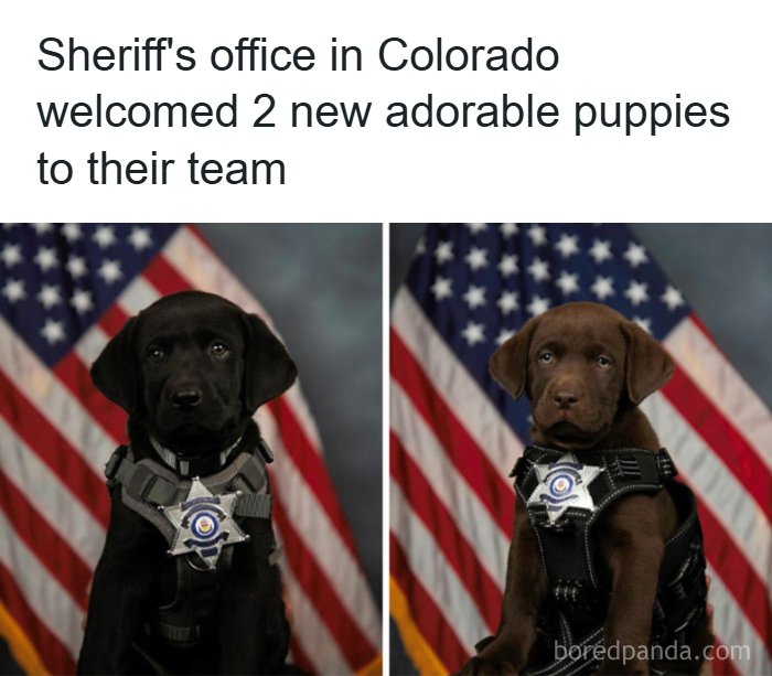 Funny animal meme of two adorable puppy police recruits with badges, ready to turn your day around.