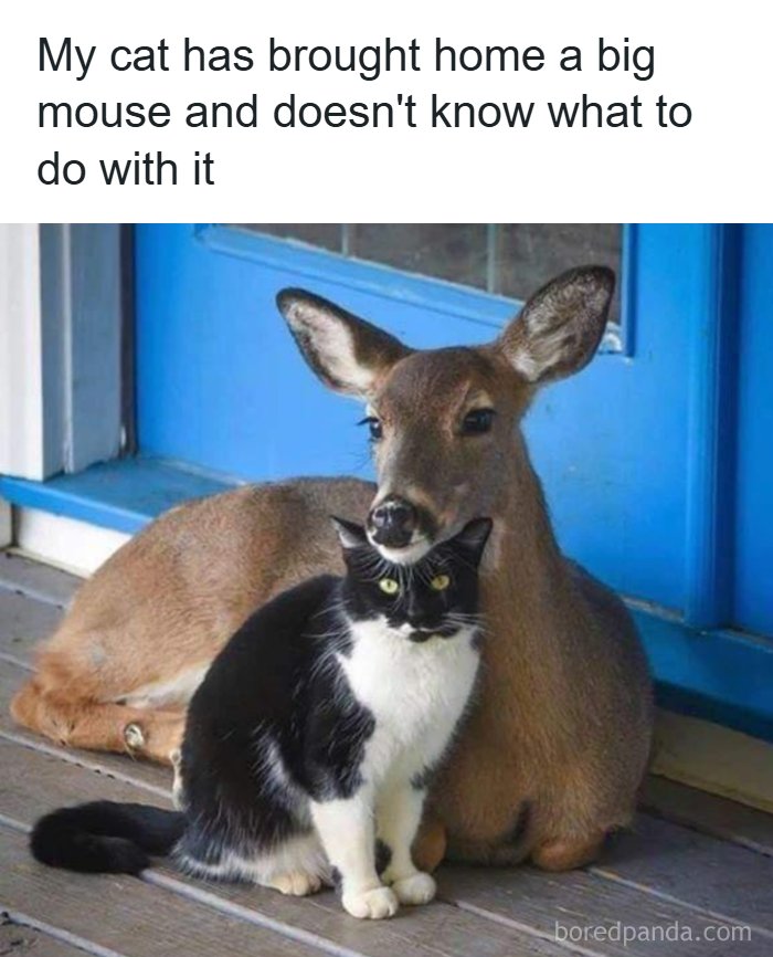 A black and white cat sitting in front of a deer, making a funny animal meme.