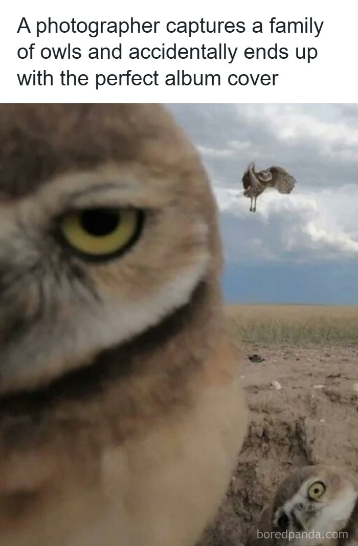 Captivating animal meme of an owl family, one in a close-up, for a brighter day.
