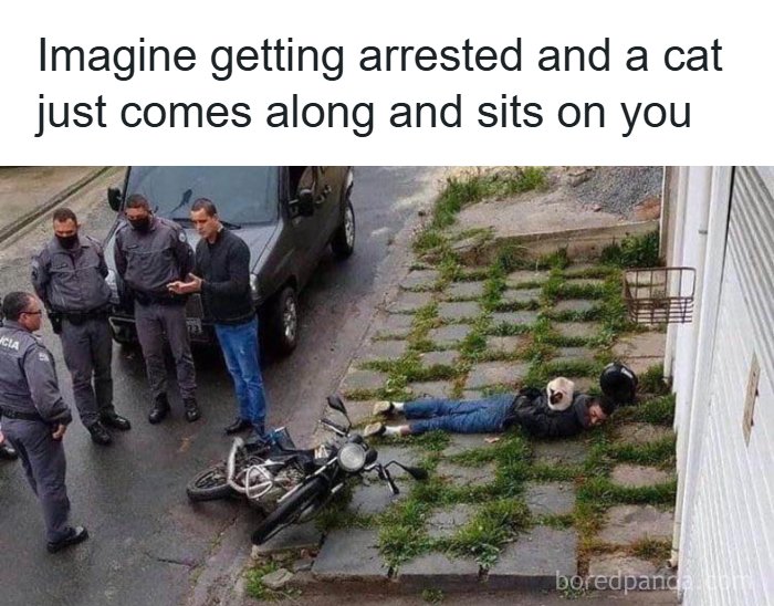 A funny animal meme showing a cat sitting on a person getting arrested, providing an amusing distraction.