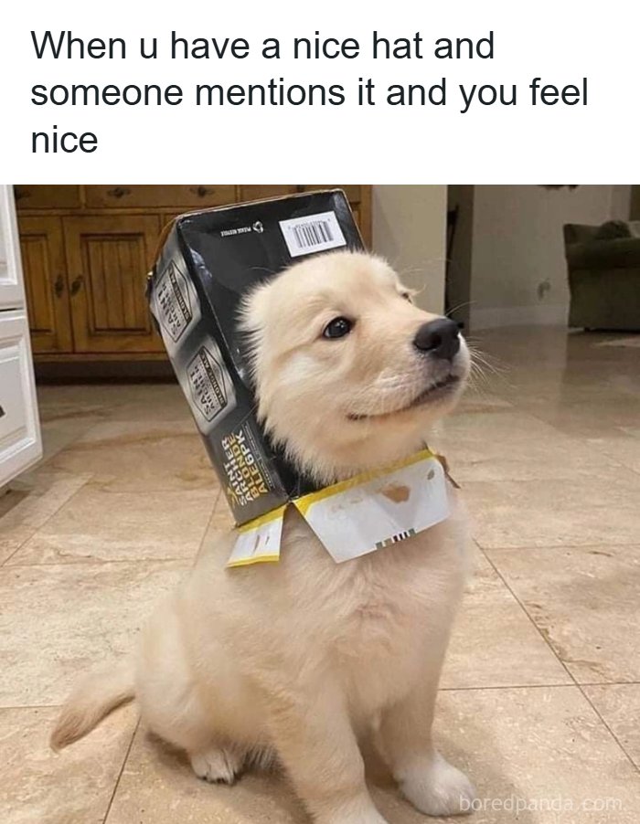 A funny animal meme showing an adorable puppy wearing a box on its head like a hat, looking pleased.