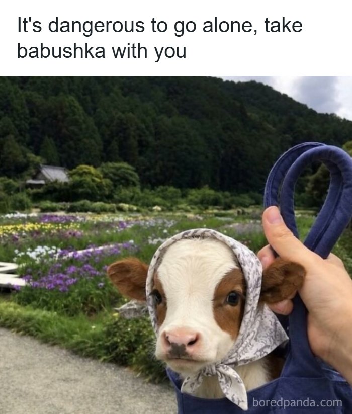 Adorable animal meme of a calf in a babushka headscarf, held in a bag, for a brighter day.