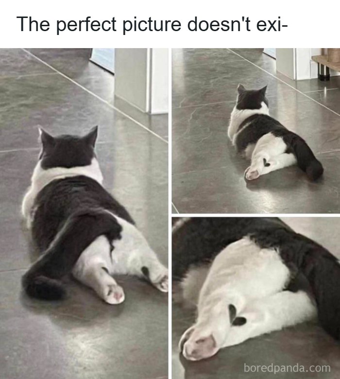 An adorable animal meme of a cat with a heart shape on its hind leg, making a perfect picture.