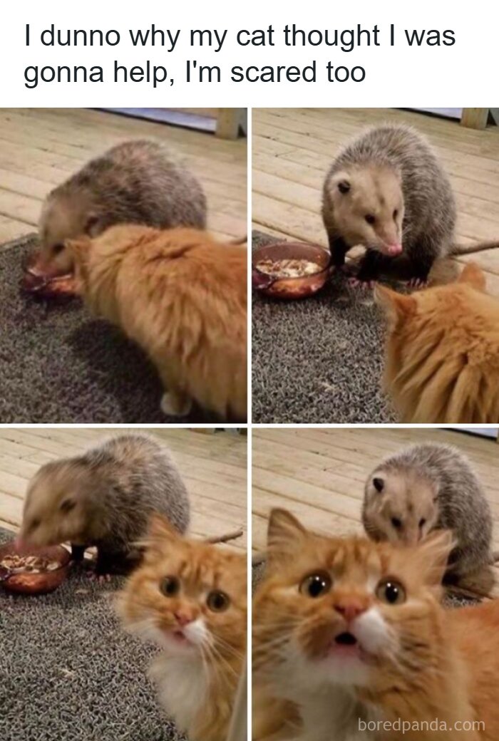 An animal meme shows a cat scared of an opossum eating, guaranteed to make your day brighter and better.