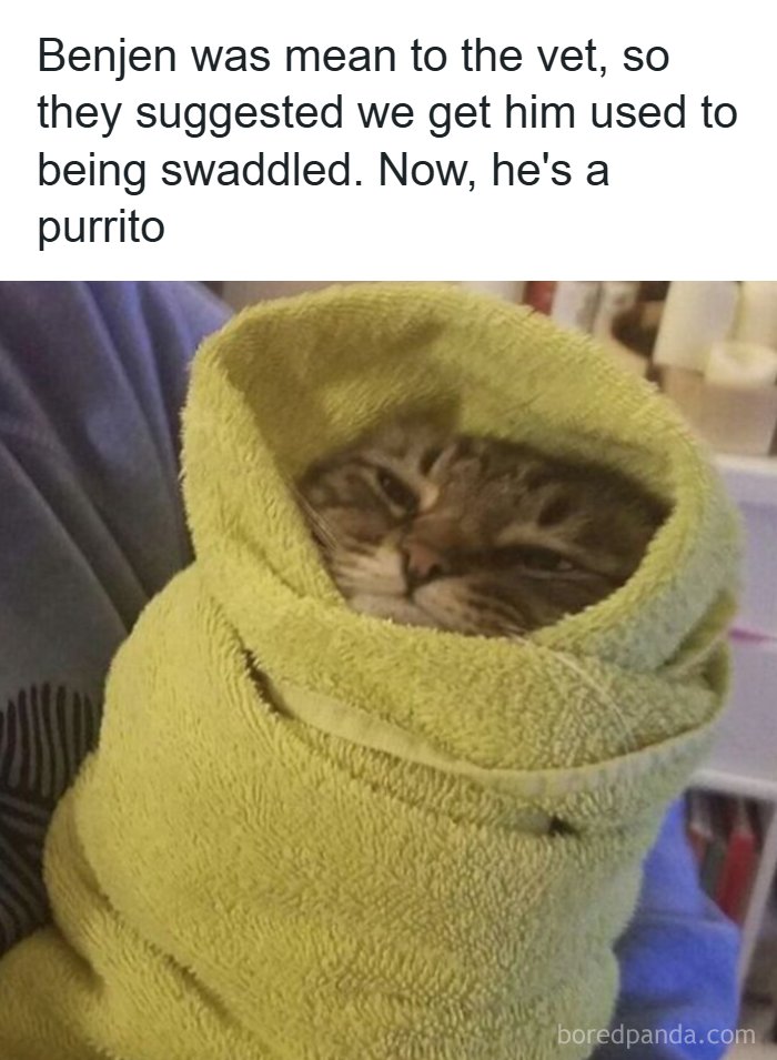 Cute animal meme of a swaddled cat, resembling a purrito, making your day brighter.