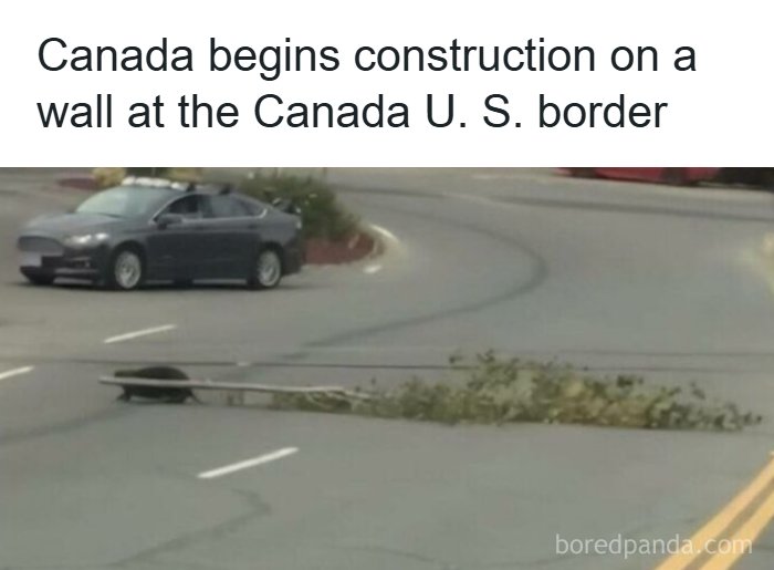 An amusing animal meme with a beaver dragging branches across a road, captioned Canada begins construction on a wall.