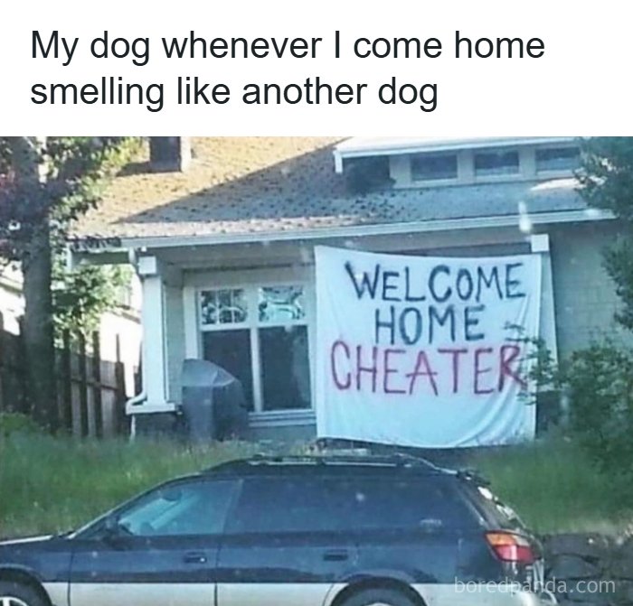 A meme queen post showing a house with a 'Welcome Home Cheater' banner, humorously depicting a dog's reaction.