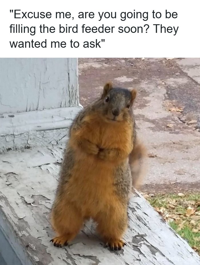 An adorable animal meme of a squirrel standing upright, looking expectantly for a bird feeder refill.