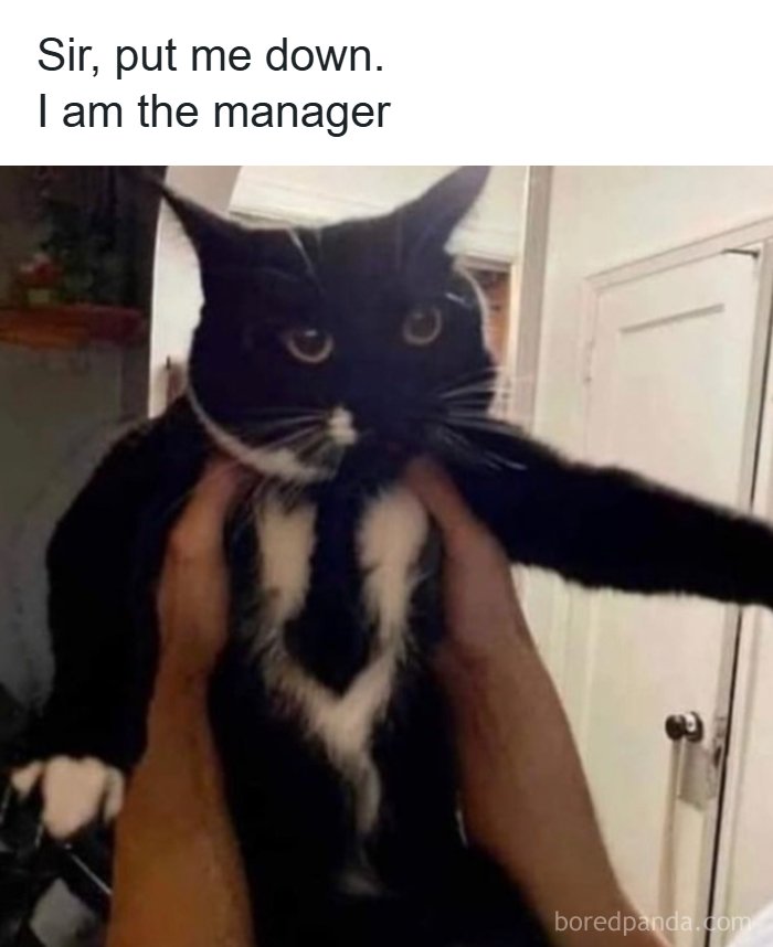 A funny animal meme featuring a black cat in a tuxedo shirt being held up, with the text Sir, put me down. I am the manager.