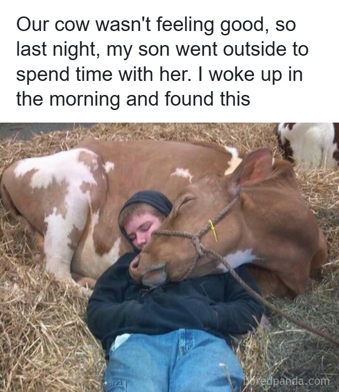 A funny animal meme showing a boy sleeping next to a cow in hay, sharing an adorable moment.