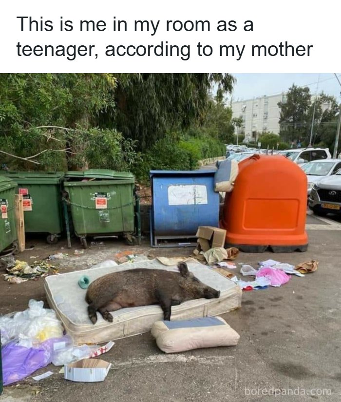 A funny animal meme showing a wild boar sleeping on a mattress in a messy outdoor area.