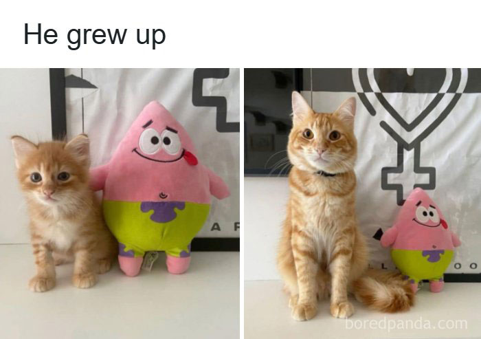A split image shows a small ginger kitten next to a Patrick Star plushie, and on the right, the same cat grown up, next to the same plushie for funny animal memes.