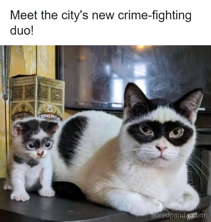 An adorable animal meme featuring two cats, one adult and one kitten, both with black and white markings resembling masks.