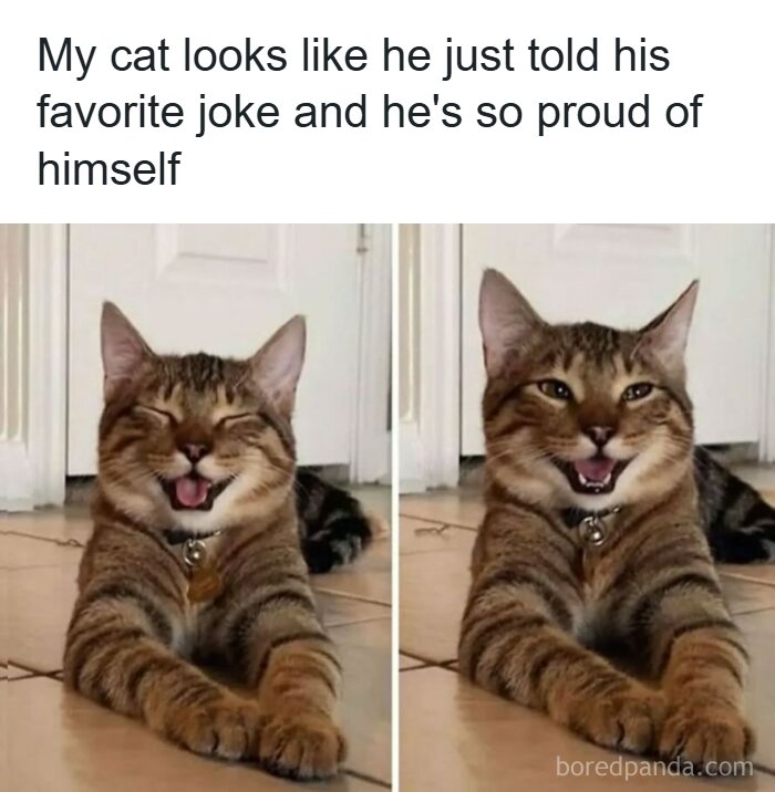 A split image shows a tabby cat with its eyes closed, laughing, and then with its mouth open, smiling proudly for funny animal memes.