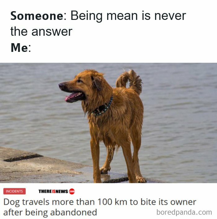 A wet dog standing by water, with a headline about it traveling to bite its owner, a funny animal meme.