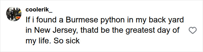 A social media comment from 'coolerik_' says: If i found a Burmese python in my back yard in New Jersey, thatd be the greatest day of my life. So sick, referencing the massive python.