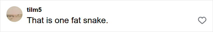 A social media comment from 'tilm5' reads: That is one fat snake, referencing the massive python.