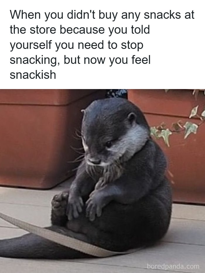 A sad otter sits hunched over with its paws clasped together, looking forlorn for funny animal memes.