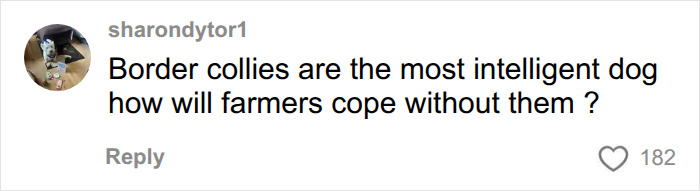A social media comment about Border Collies and the potential dog breed ban in the UK. A social media comment about Border Collies and the potential dog breed ban in the UK.