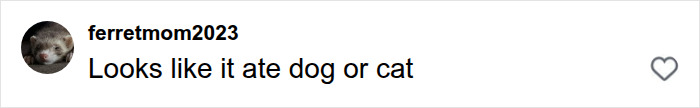 Social media comment: Looks like it ate dog or cat, speculating on the massive python's last meal.