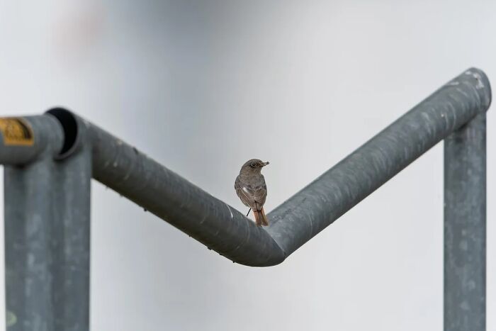 A cool animal photo of a small bird perched on a bent metal railing with a clear background.