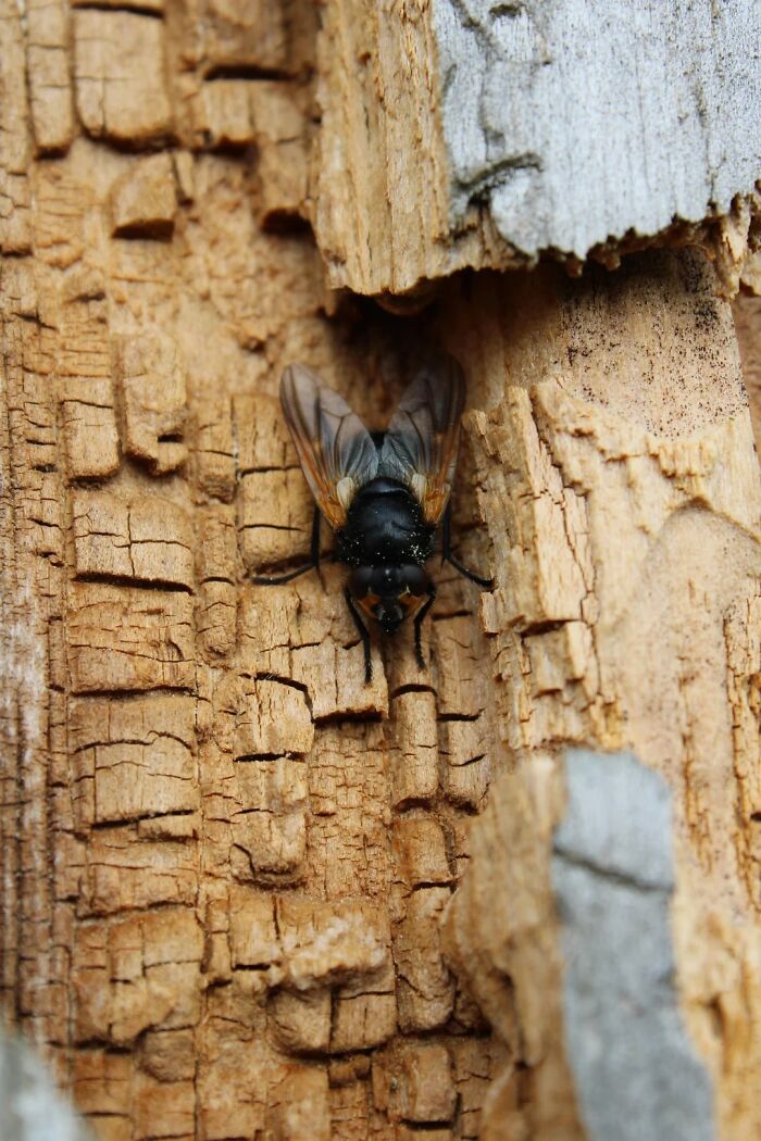 A cool animal photo of a large fly with transparent wings on a textured wooden surface.