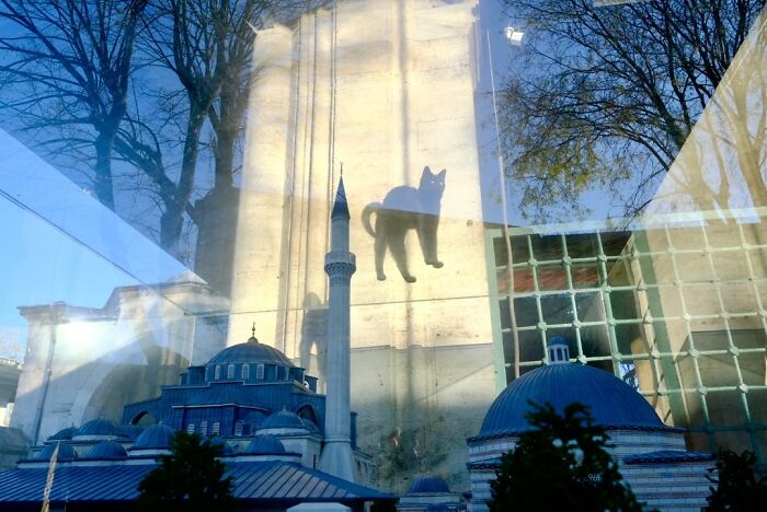 Candid moments from the streets, a cat silhouette reflected on glass, superimposed over a mosque with domes and a minaret.