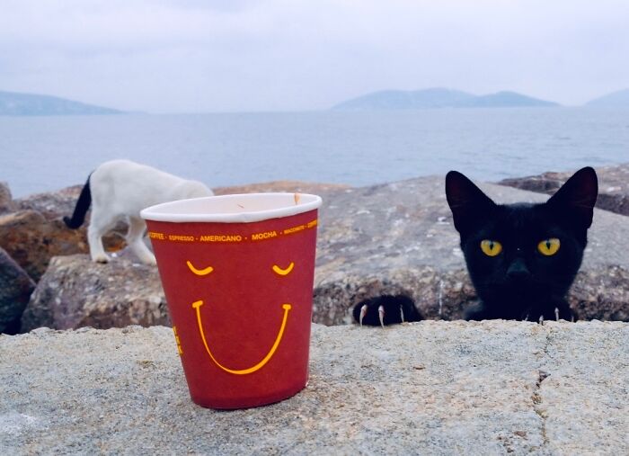 Candid moments from the streets, a black cat with yellow eyes peeking behind a wall next to a smiley cup, with a white cat and the sea in the background.
