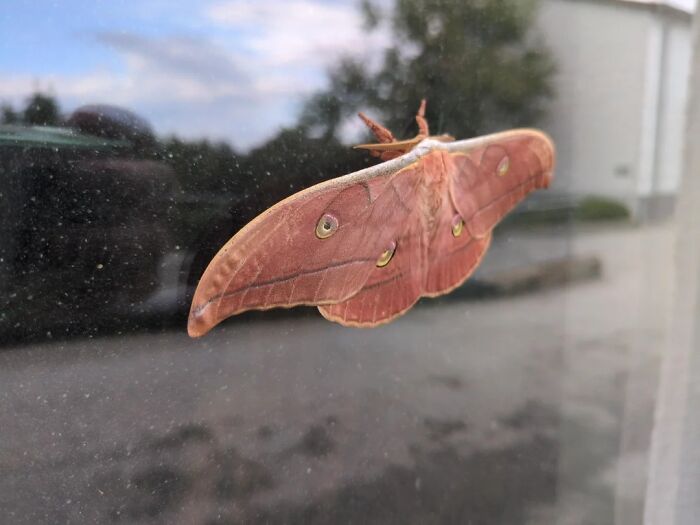 Cool animal photo of a large brown moth with eye-like spots resting on a window.
