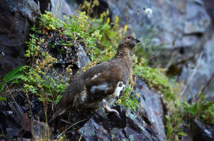 A cool animal photo of a brown and white bird with a red eye marking standing on rocks with green plants.