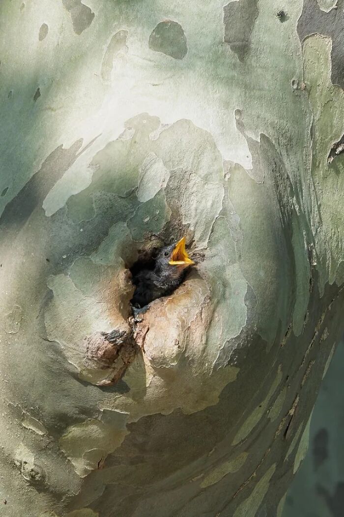 A tiny baby bird with an open beak, nestled in a tree hollow, a remarkable animal photo.