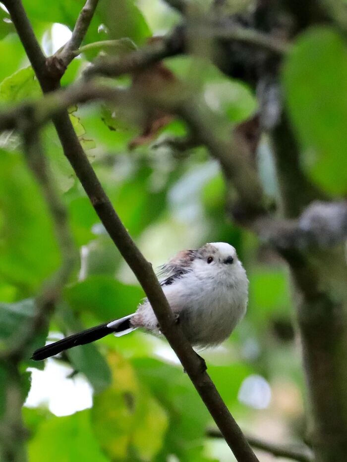 Cool animal photo of a small, fluffy bird with a long tail perched on a branch.