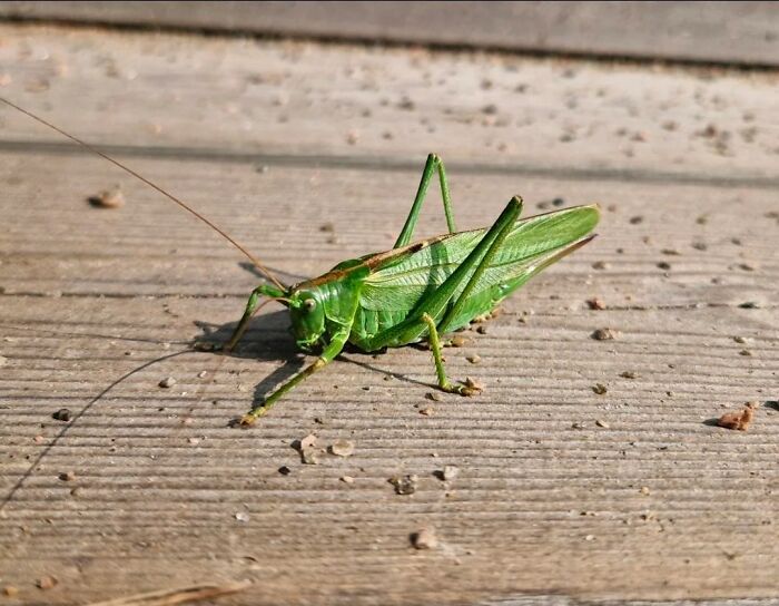 A vibrant green grasshopper rests on wooden planks, showcasing cool animal photos.