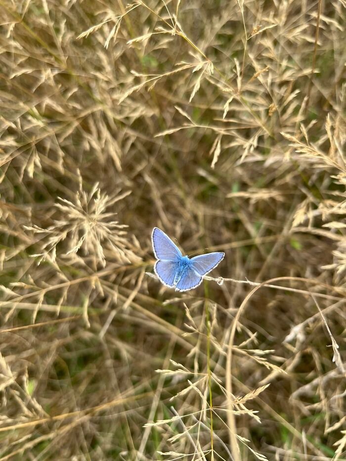 A cool animal photo of a small blue butterfly perched on a dry grass stalk in a field.