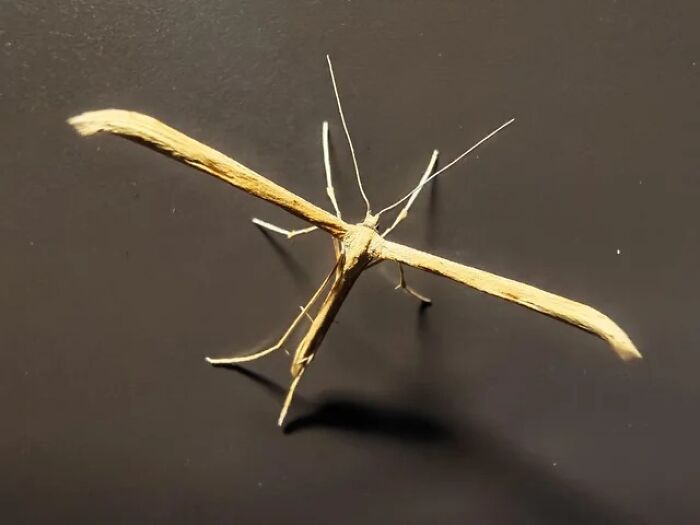 A unique stick-like insect, a plume moth, resting on a dark surface, a fascinating animal photo.