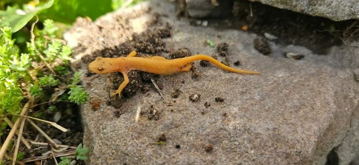 An orange salamander on a rock, amidst soil and greenery, features in cool animal photos.
