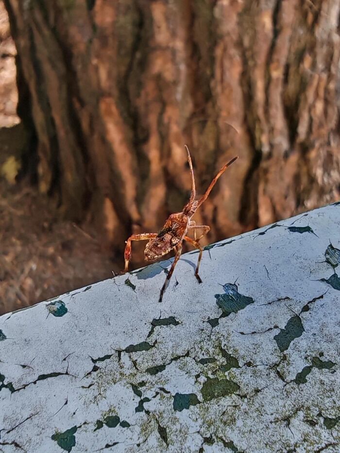 Cool animal photo of an insect with long antennae on a weathered white surface, with a tree trunk in background.
