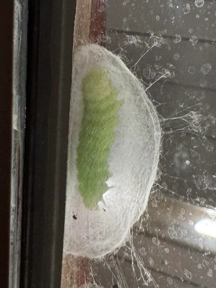A vibrant green cocoon encased in a white silken web on a window pane, a cool animal photo.