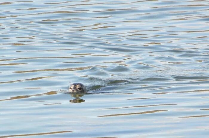 A seal pup peeking its head out of the water, making one of the most endearing animal photos.