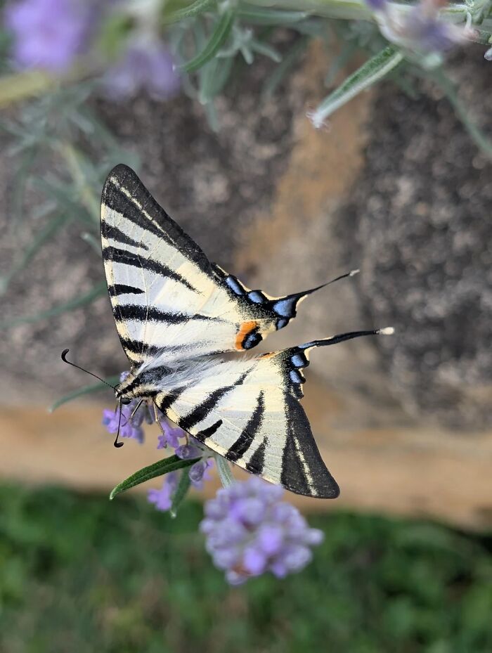 Cool animal photo of a butterfly with black and white striped wings on a purple flower.