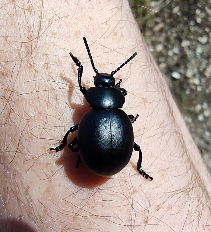A large, black beetle, an animal, with prominent antennae resting on a person's arm.