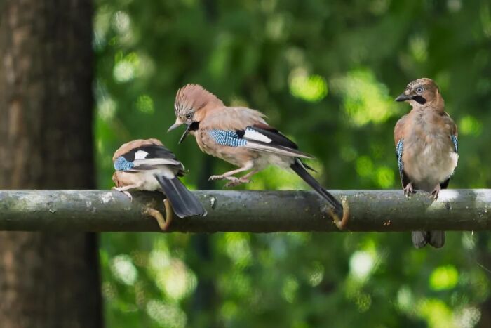 Cool animal photo of three Eurasian jays perched on a branch, one with an open beak.