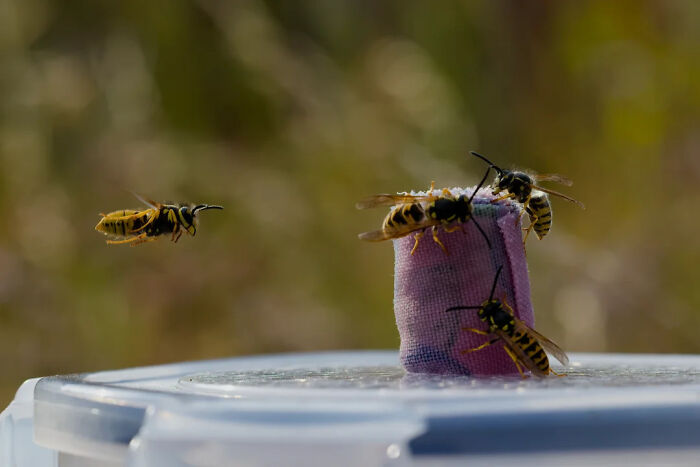 Several wasps on and around a small purple object on a white surface, with one flying nearby. Cool animal photo.
