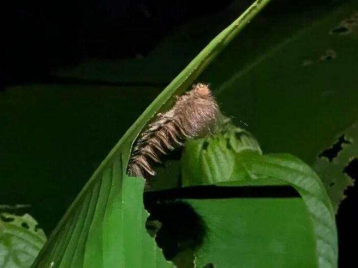 Cool animal photo of a fuzzy caterpillar on a green leaf, with other leaves in the background.