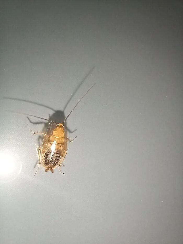 A brown cockroach with long antennae casts a shadow on a light surface, featured in cool animal photos.