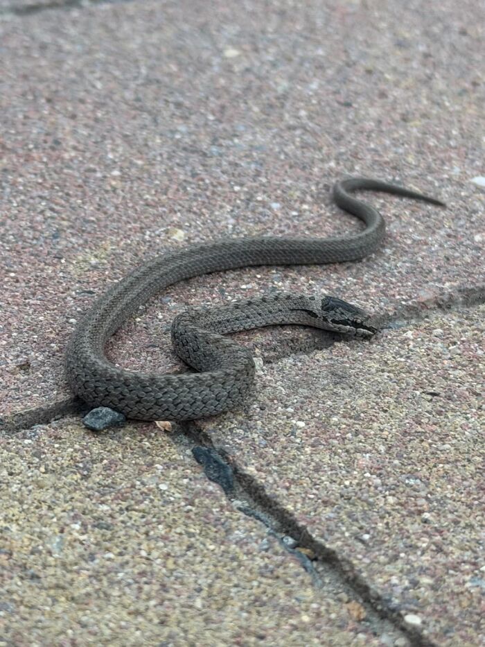 Cool animal photo of a small brown snake coiled on a patterned concrete surface.