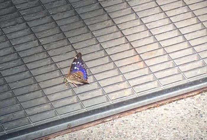 A beautiful butterfly with purple and white markings sits on a grey grate, part of cool animal photos.