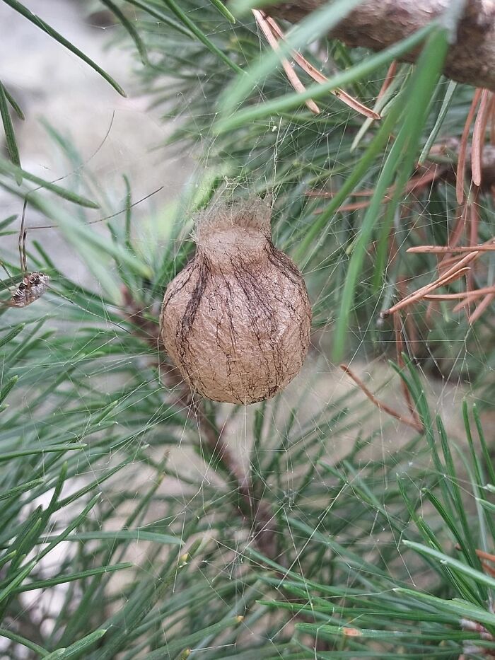 A cool animal photo of a spider egg sac in a web among green pine needles.