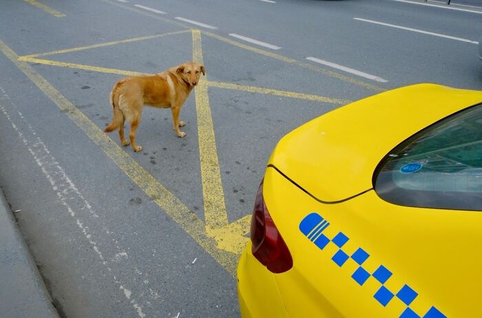 A candid moment from the streets: a brown dog looks back at the camera next to a yellow taxi.